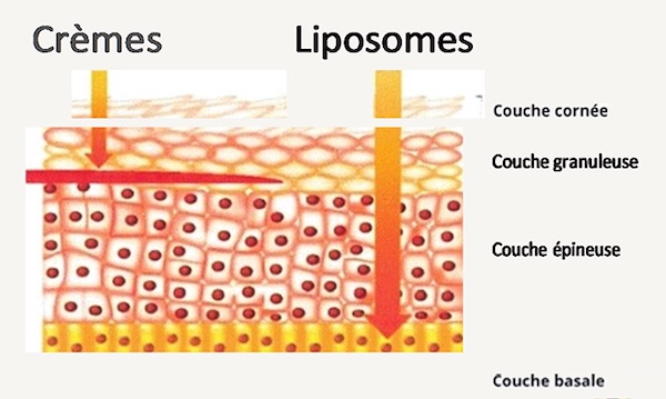 institut-liposome-4